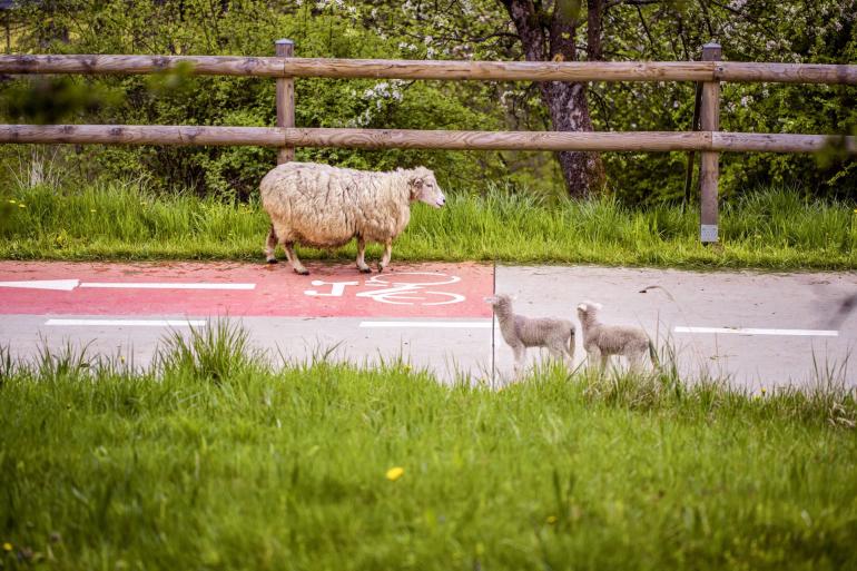 travelbakers bevlava